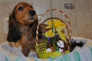 Jamnik d�ugow�osy